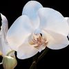 The White Orchid Floral Boutique