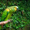 Exotic Feathers