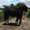 Equestrian Products