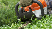 Tree Maintenance
