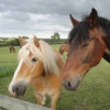 The Wyke Equestrian Centre