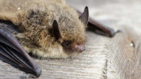 Bat Survey