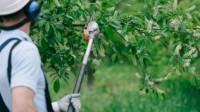 Hedge Trimming