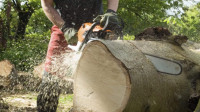 Tree Felling