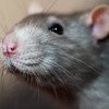 Dacorum Premier Pest Control