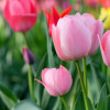 New Beginnings Florist