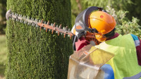 Hedge Cutting